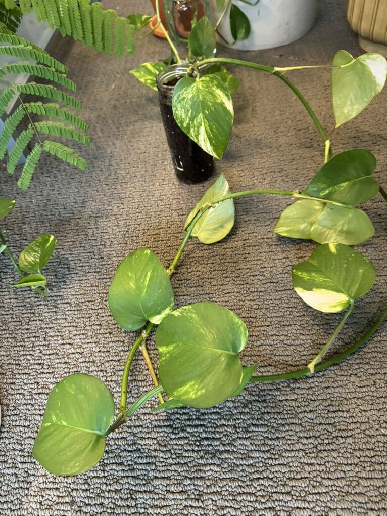 Golden Pothos/Devil's Ivy Starters