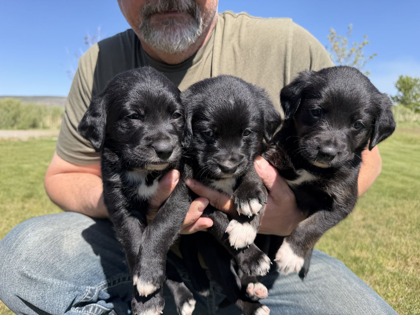 Golden Collies! Ready For Loving Homes