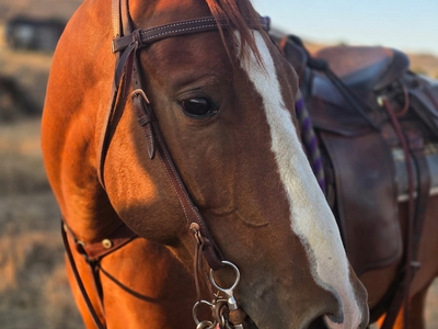 Quarter horse