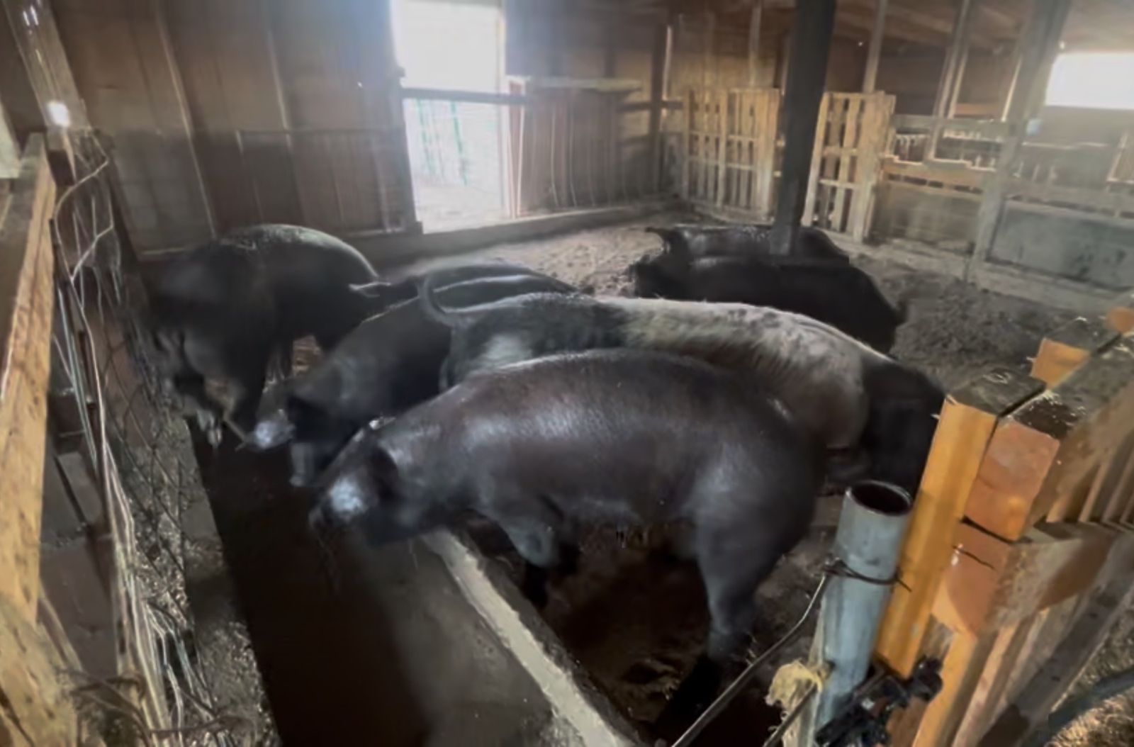 Pigs