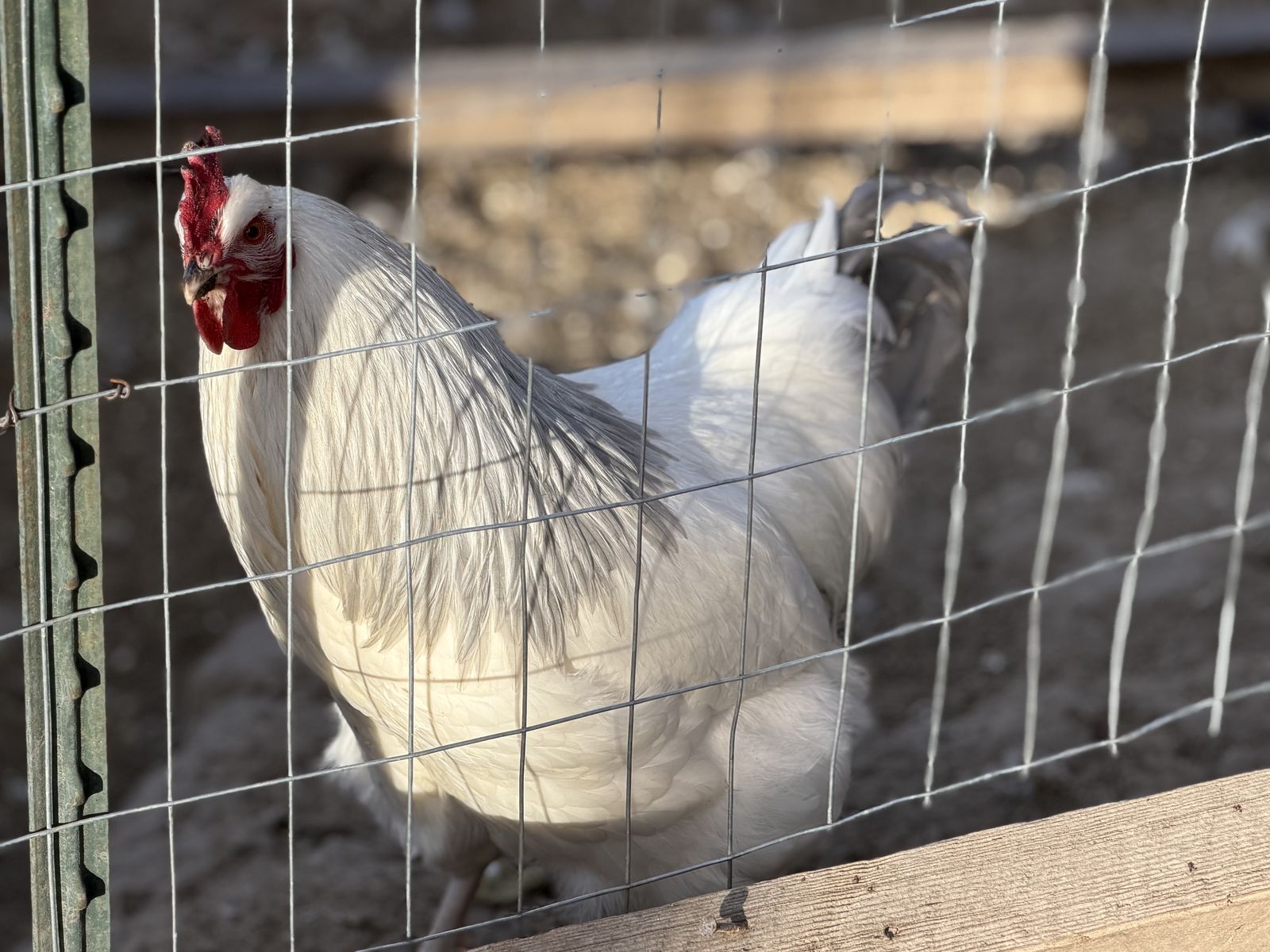 Coronation Sussex Roosters