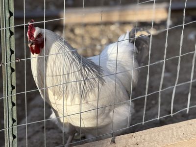 Coronation Sussex Roosters