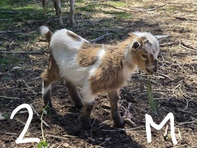 Nigerian Dwarf Goats - Various Ages & Colors - Healthy Livestock for Sale