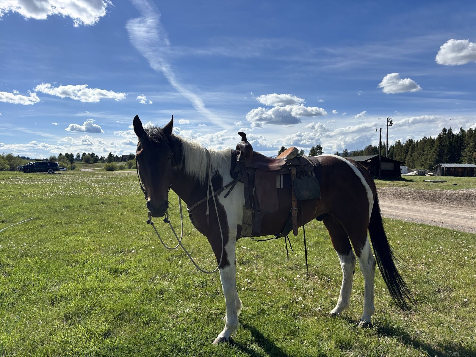 APHA Registered Gelding