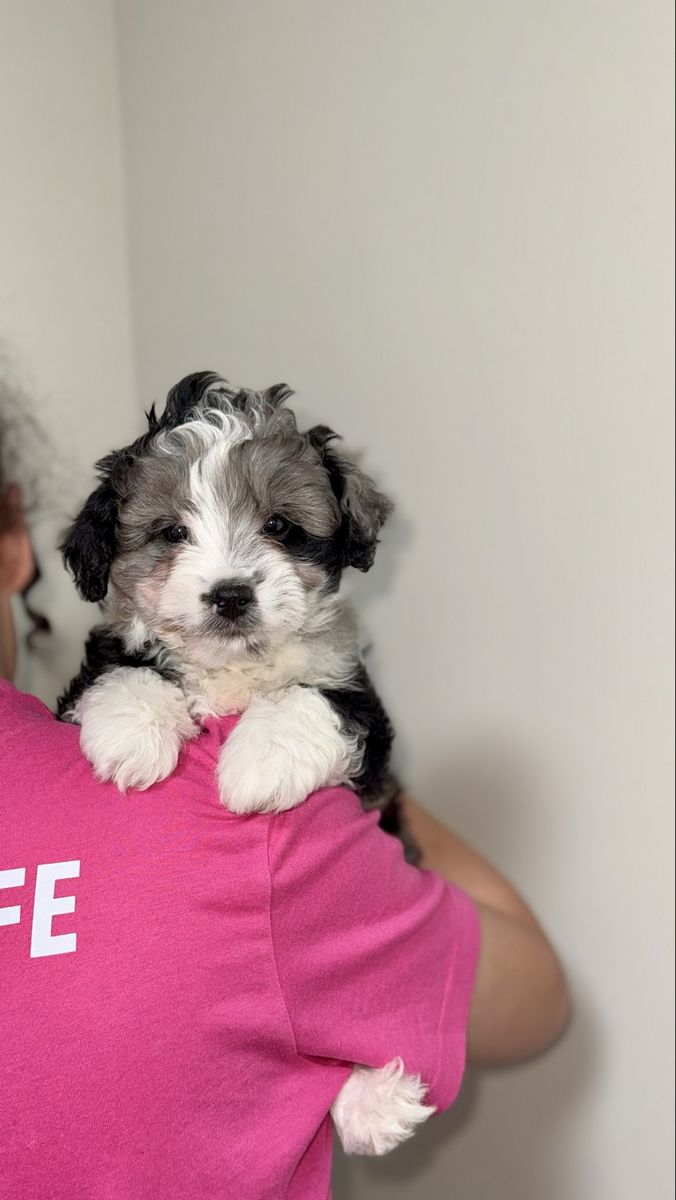 Adorable Mini Aussiedoodle Male Puppy Available!