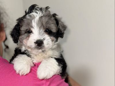 Adorable Mini Aussiedoodle Male Puppy Available!