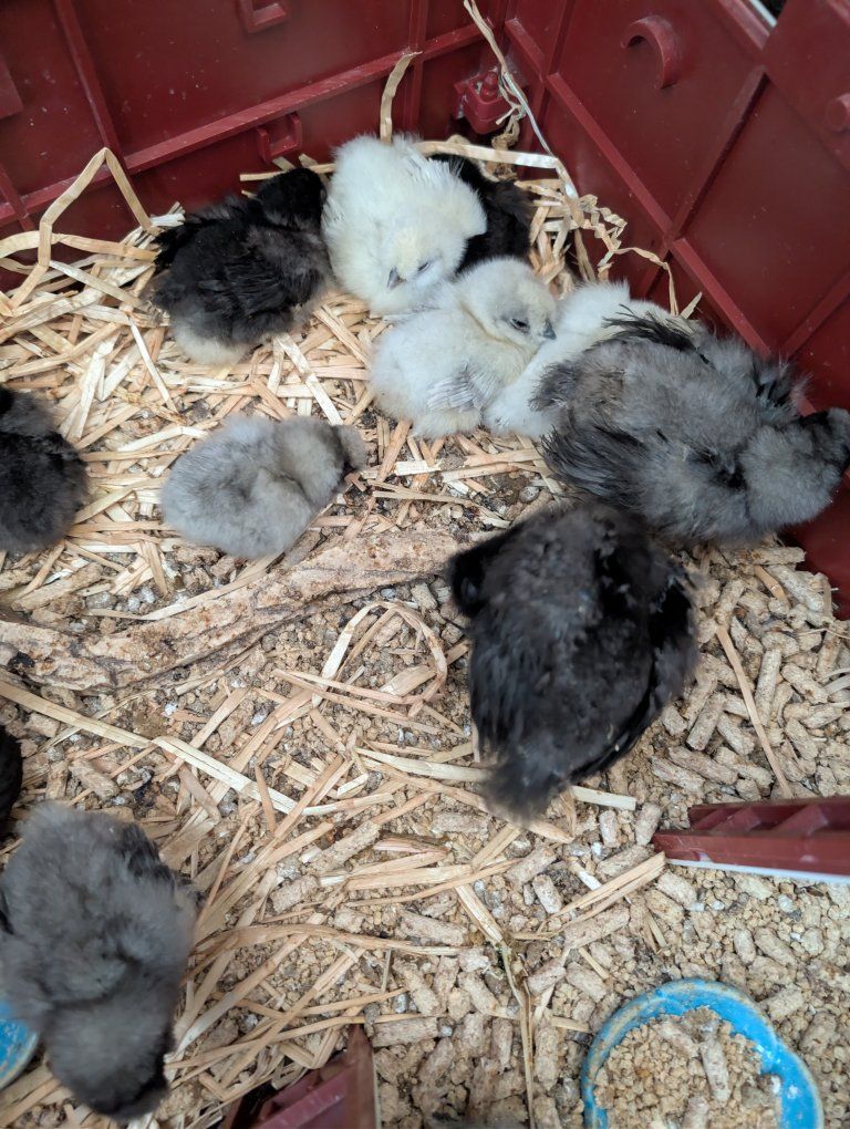 Silkie & Mixed Breed Bantam Chicks