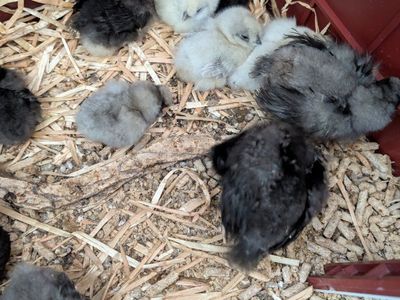 Silkie & Mixed Breed Bantam Chicks