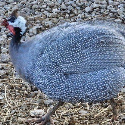 Horned guineas