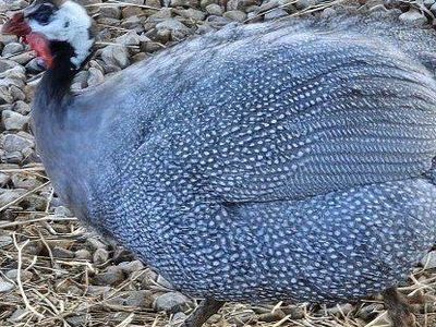 Horned guineas