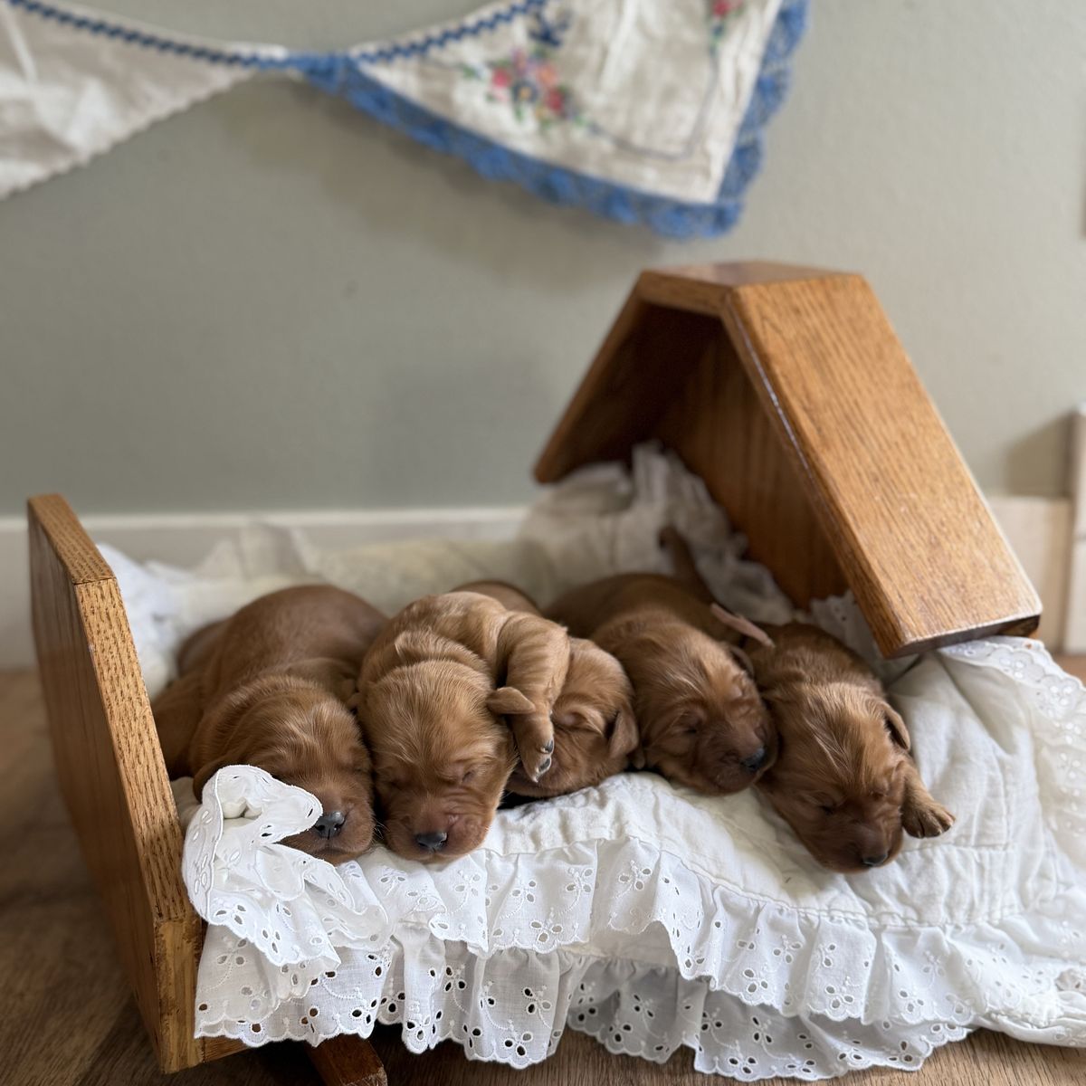 AKC Red Golden Retriever Puppies