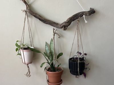 Driftwood plant hanger