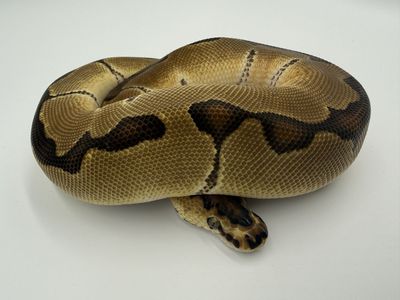 Female: Enchi Clown