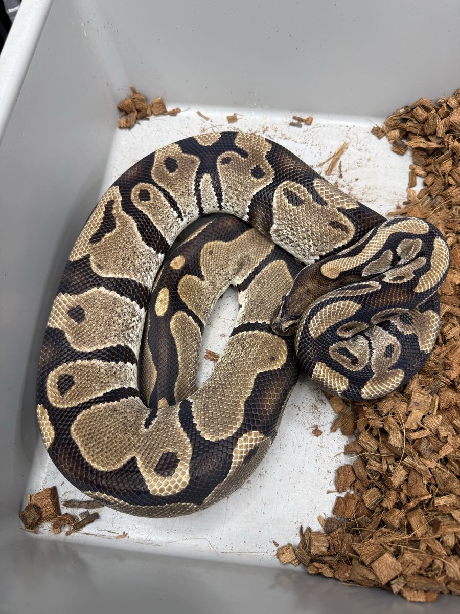 Proven Female: Het Pied