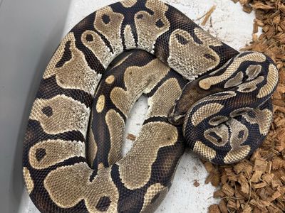 Proven Female: Het Pied