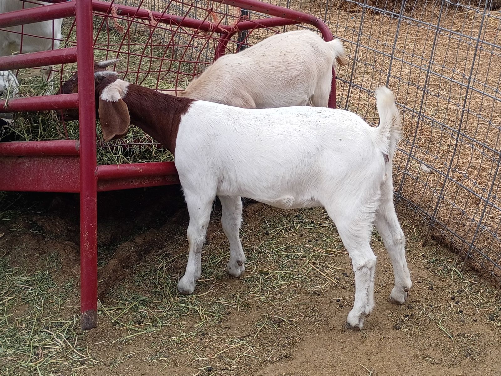 Dapple Headed Doeling