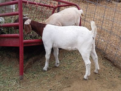 Dapple Headed Doeling