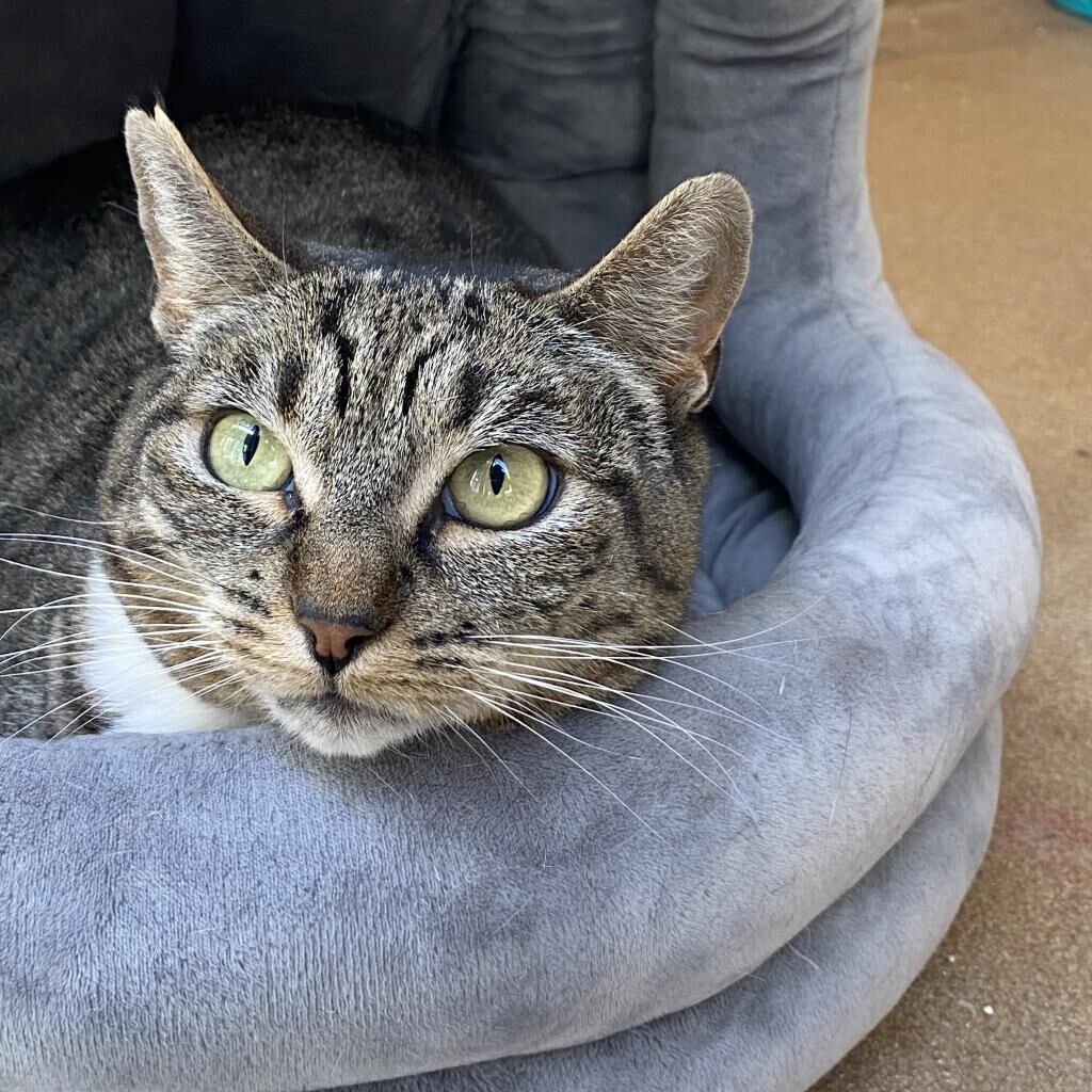 Hello my name is Petal