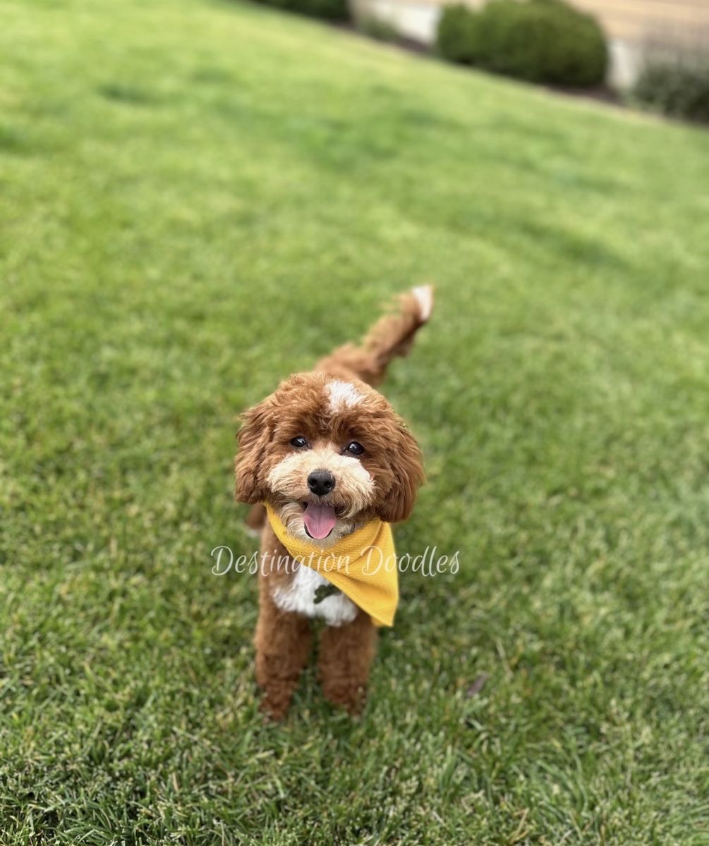6lb Micro Cavapoo Stud - ENZO