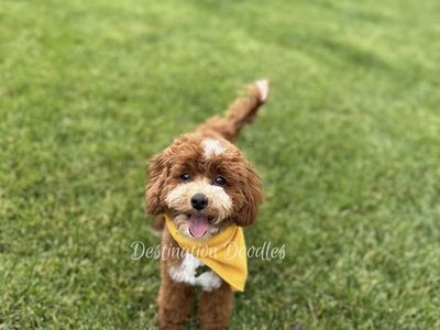 6lb Micro Cavapoo Stud - ENZO