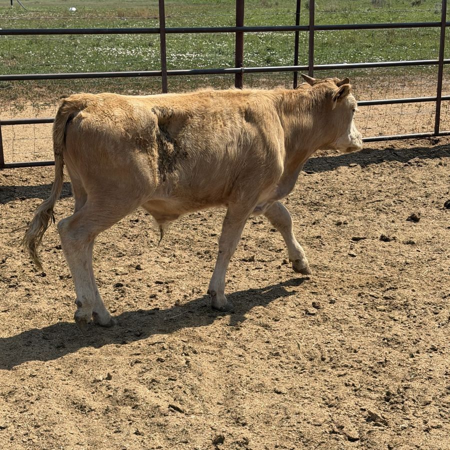 Yellow steer calf 