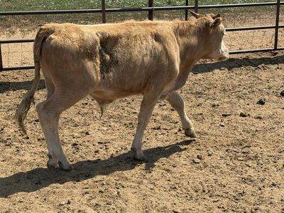 Yellow steer calf