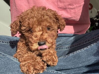 Akc Toy Poodle