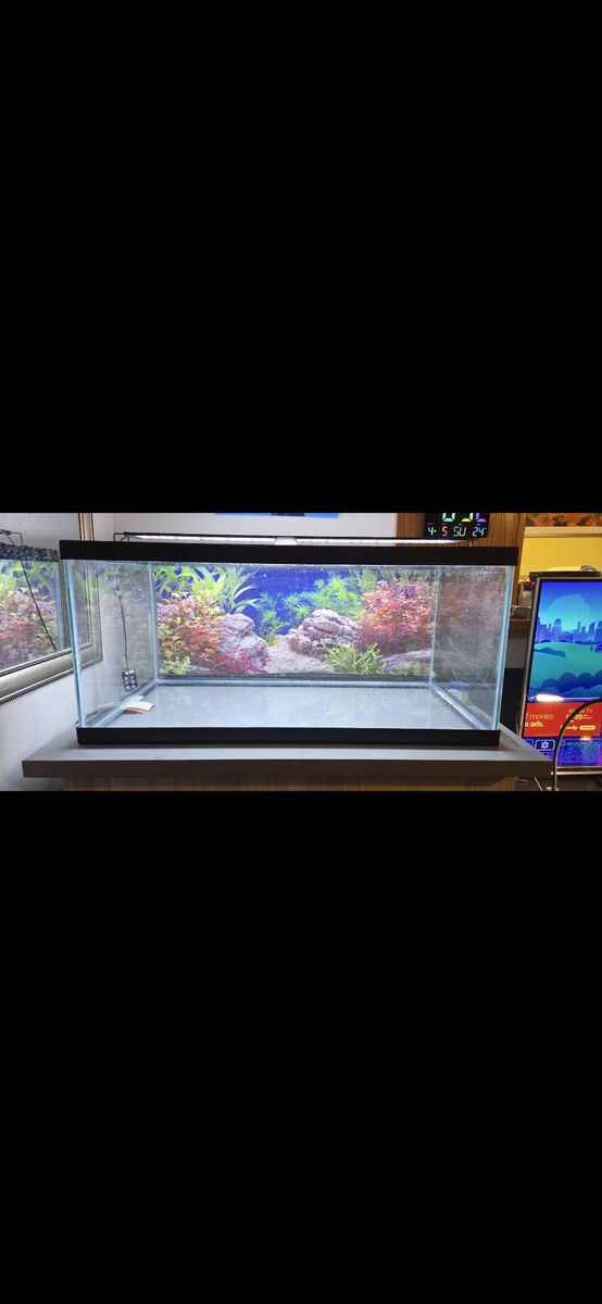40-gallon breeder and 10 gallon aquarium with everything you need.