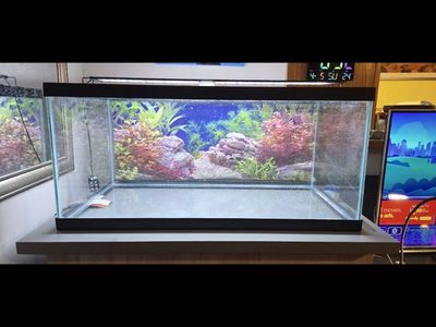 40-gallon breeder and 10 gallon aquarium with everything you need.