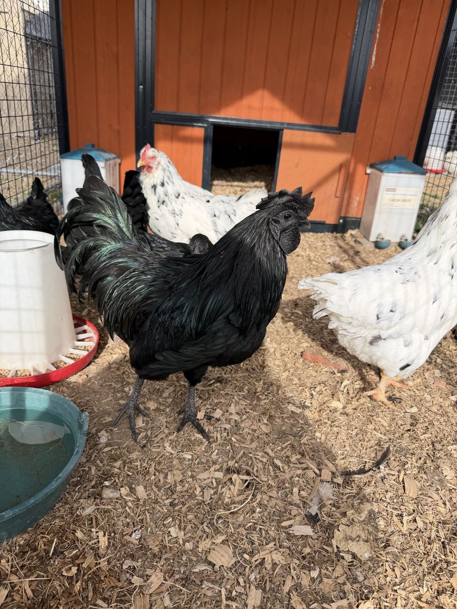 Ayam Cemani Breeding Trio