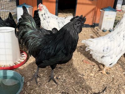 Ayam Cemani Breeding Trio