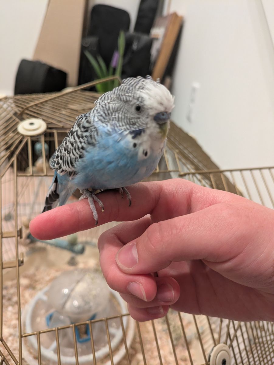 Parakeet for sale