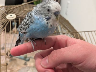 Parakeet for sale
