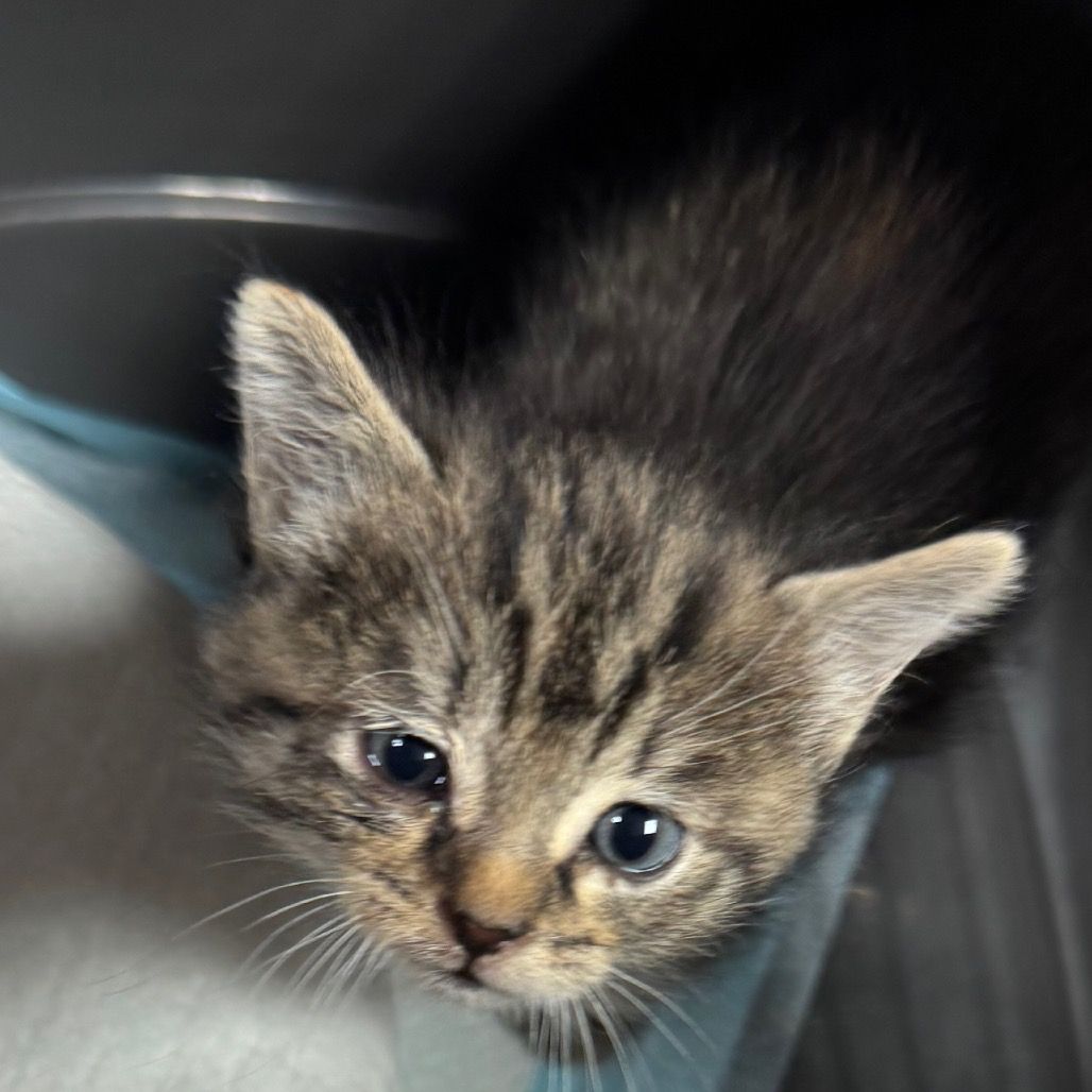 Hello my name is Little Lady