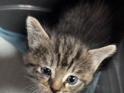 Hello my name is Little Lady
