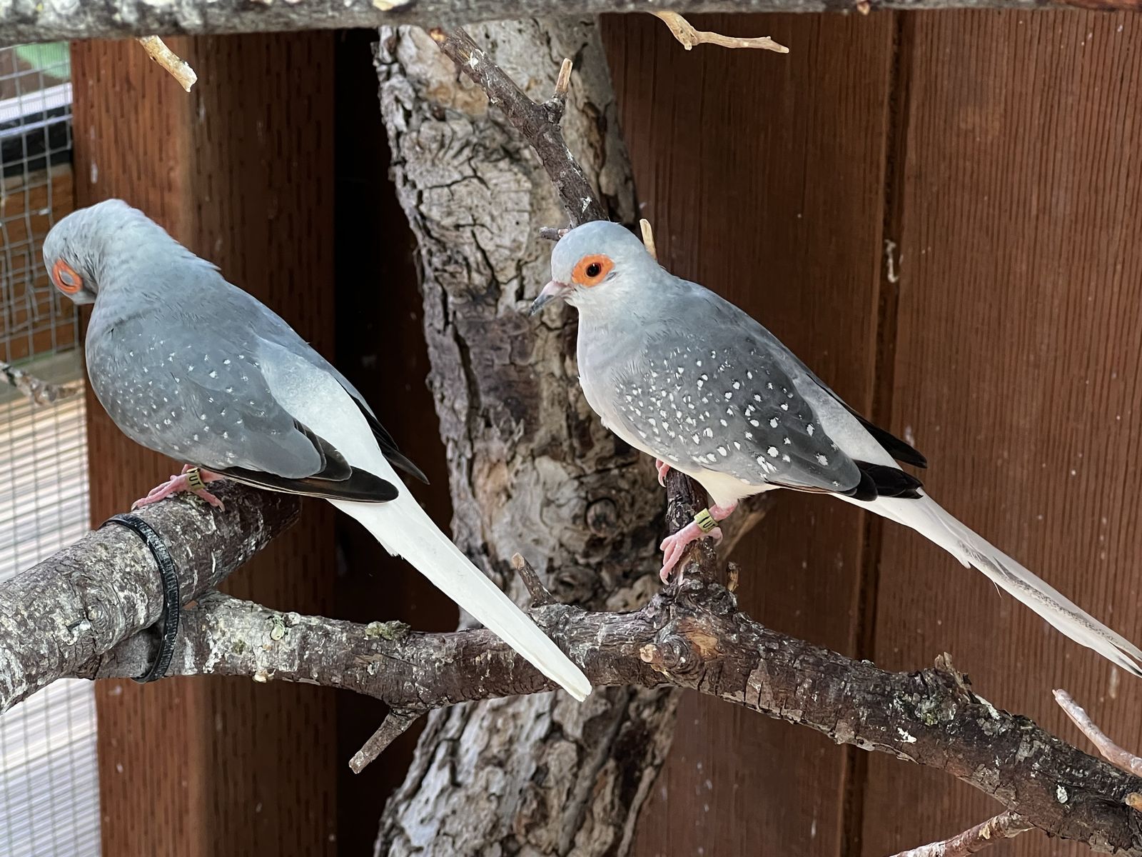 Diamond Doves