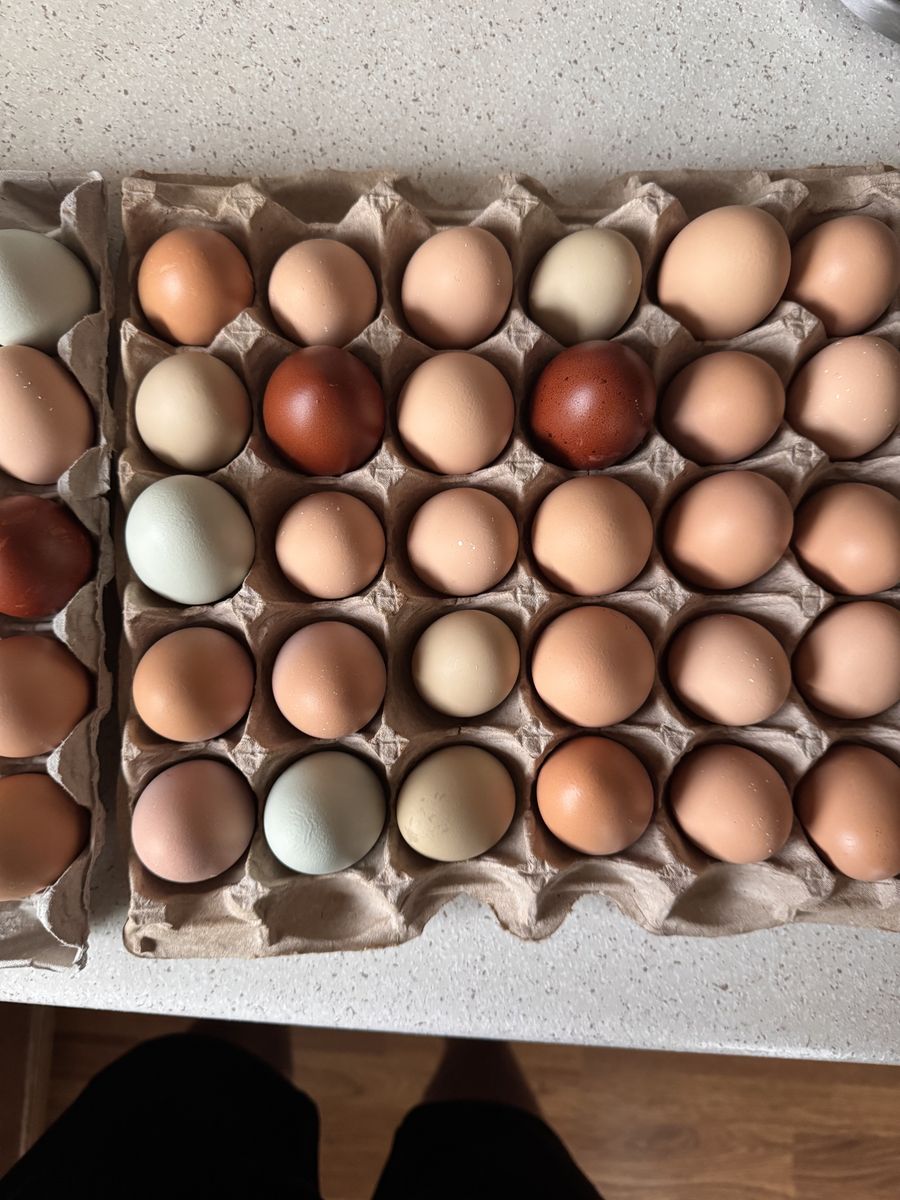 Fresh Free Range Chicken Eggs