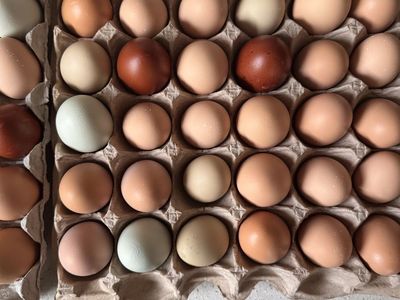 Fresh Free Range Chicken Eggs
