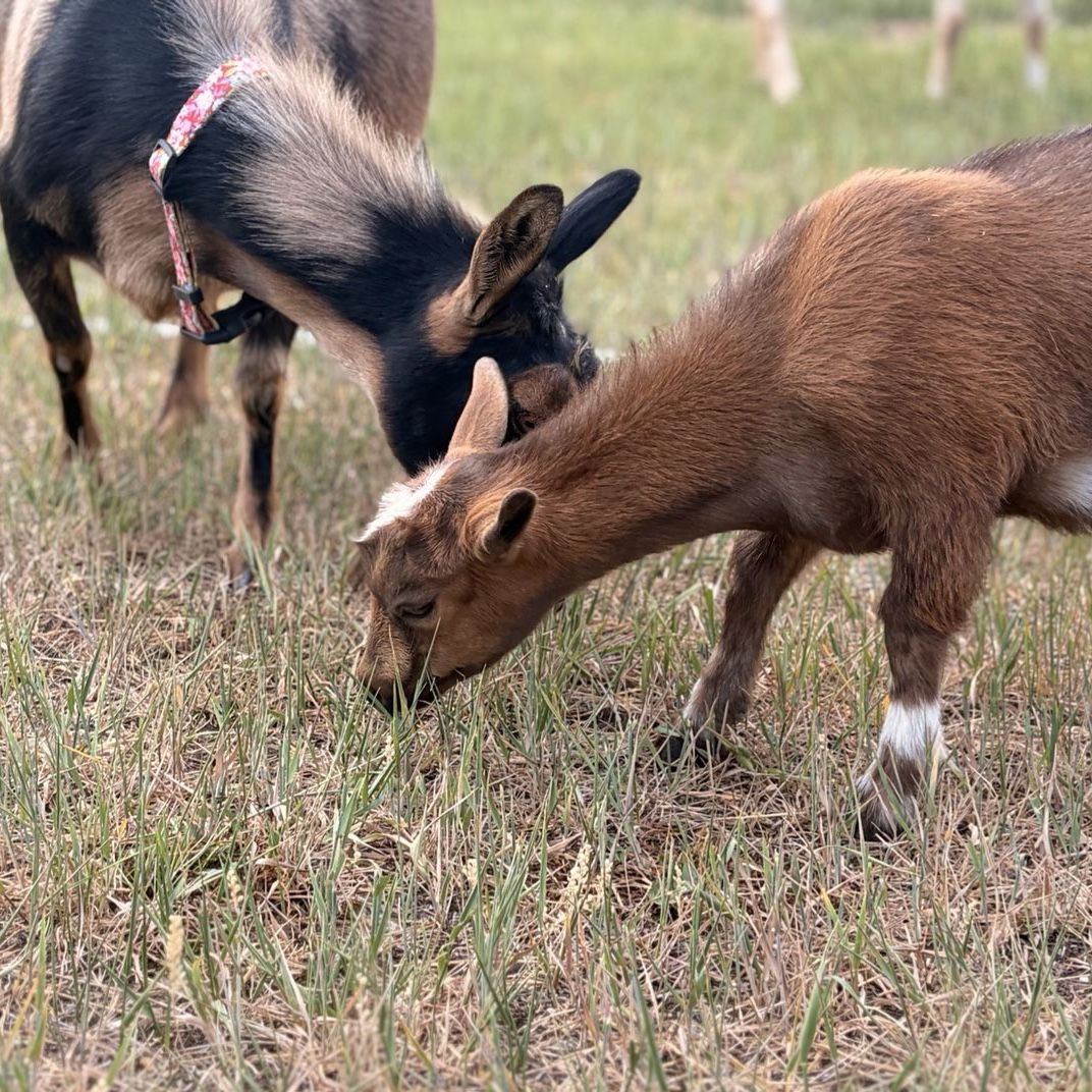Registered ADGA Nigerian Dwarf Doe & Doeling Pair
