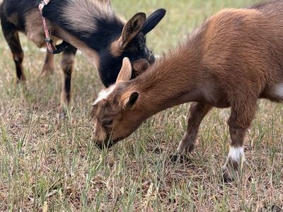 Registered ADGA Nigerian Dwarf Doe & Doeling Pair