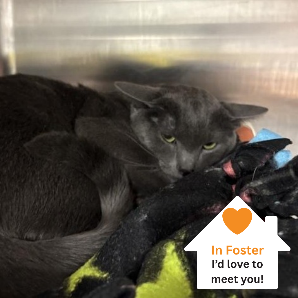 Hello my name is Kowalski