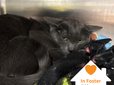 Hello my name is Kowalski