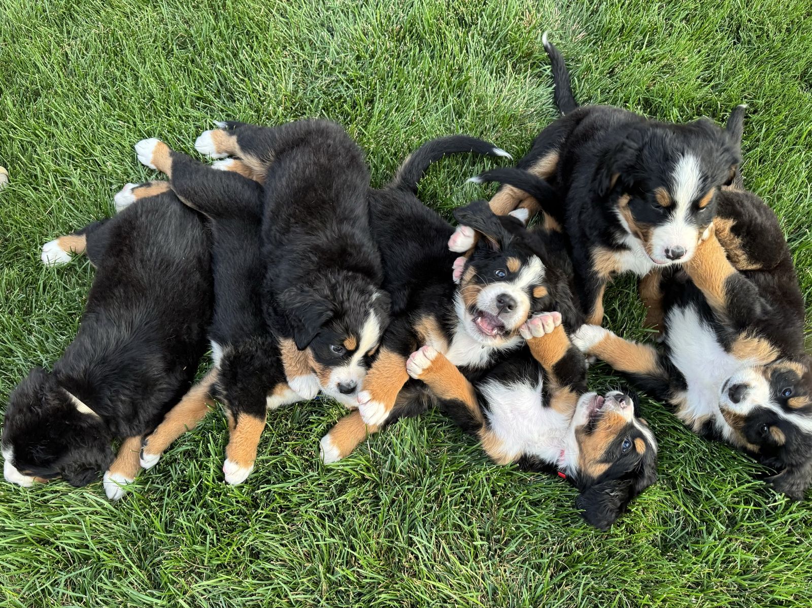 Bernese Mountain Dog Puppies