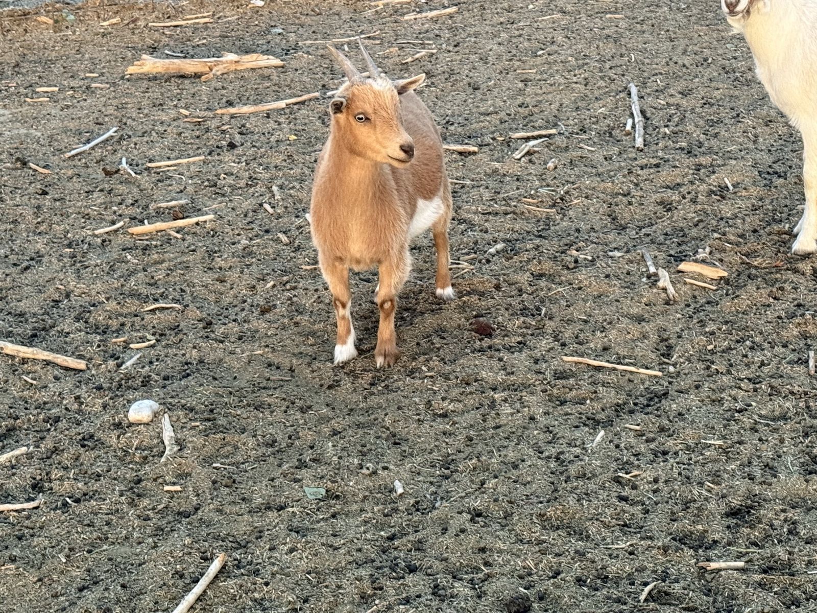 1 year old Nigerian doe
