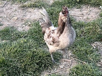 Rooster