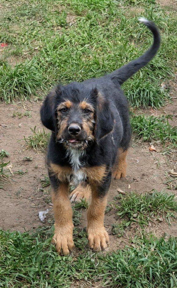 11 Week Old Corso x Poodle