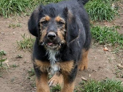 11 Week Old Corso x Poodle