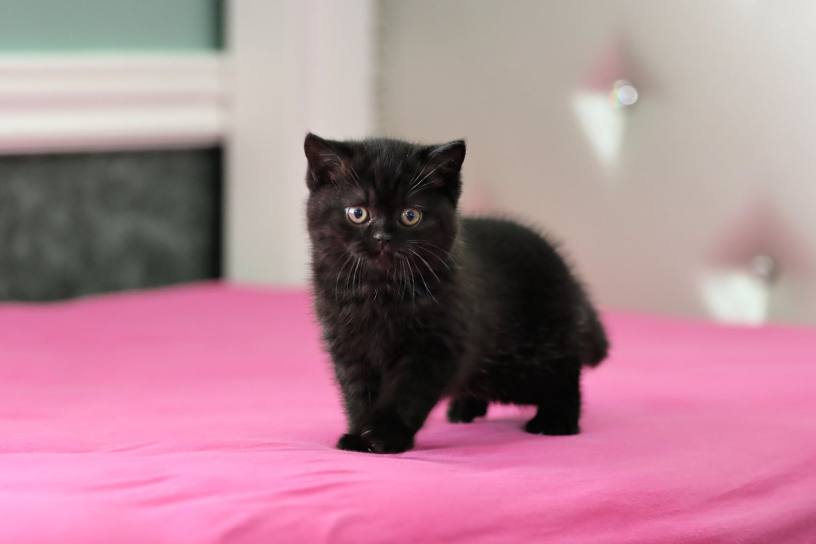 Male British Shorthair