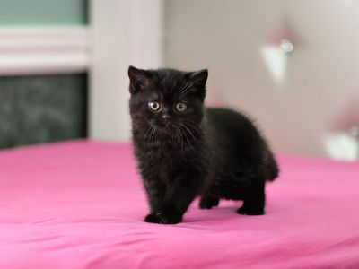 Male British Shorthair