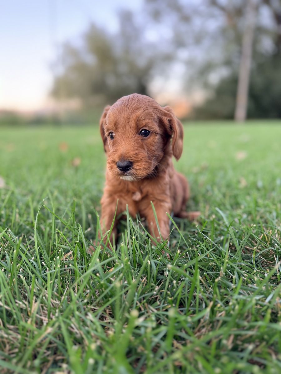 Mini Goldendoodles